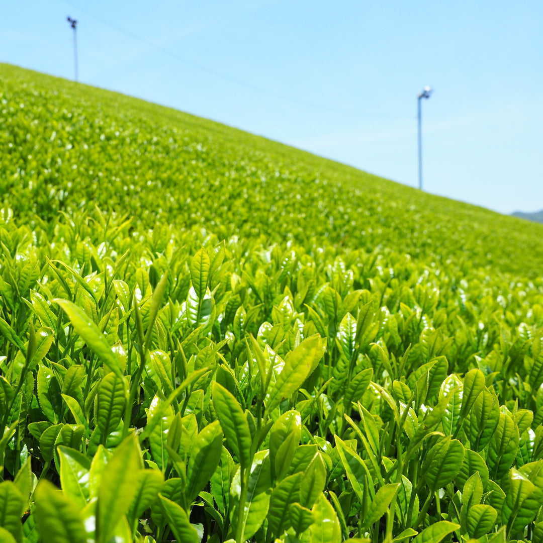 宇治茶一番摘み 80g