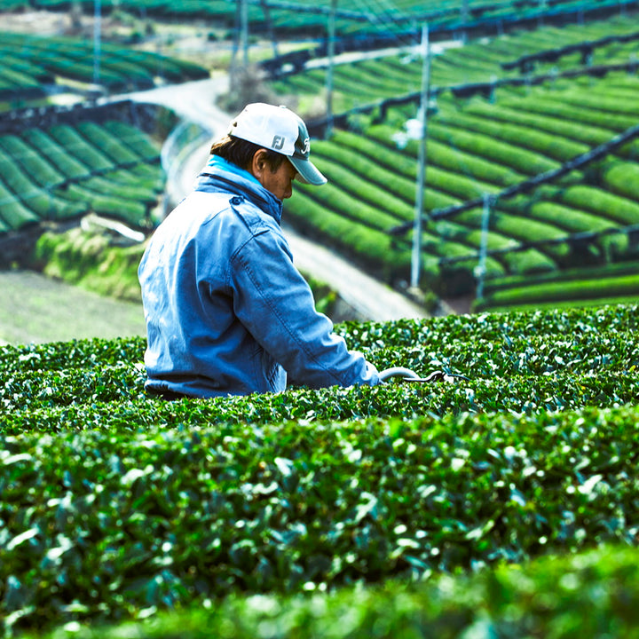 宇治茶有機栽培一番茶 100g