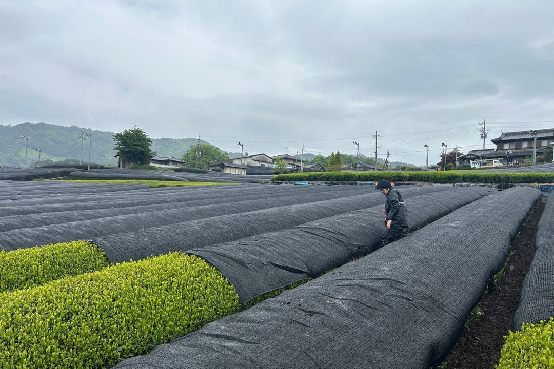 しとしと雨と、新茶の準備
