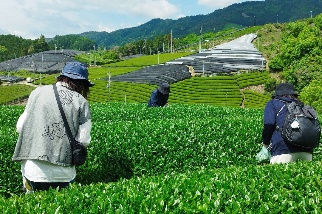 新緑の和束町でお茶摘み体験を開催しました（5月4日）