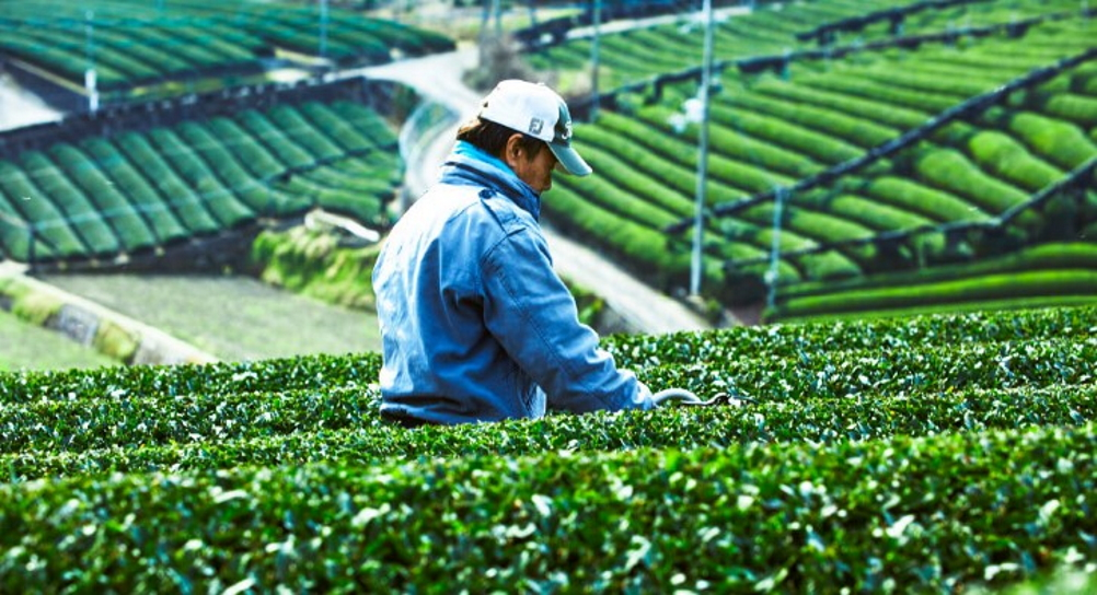 宇治茶