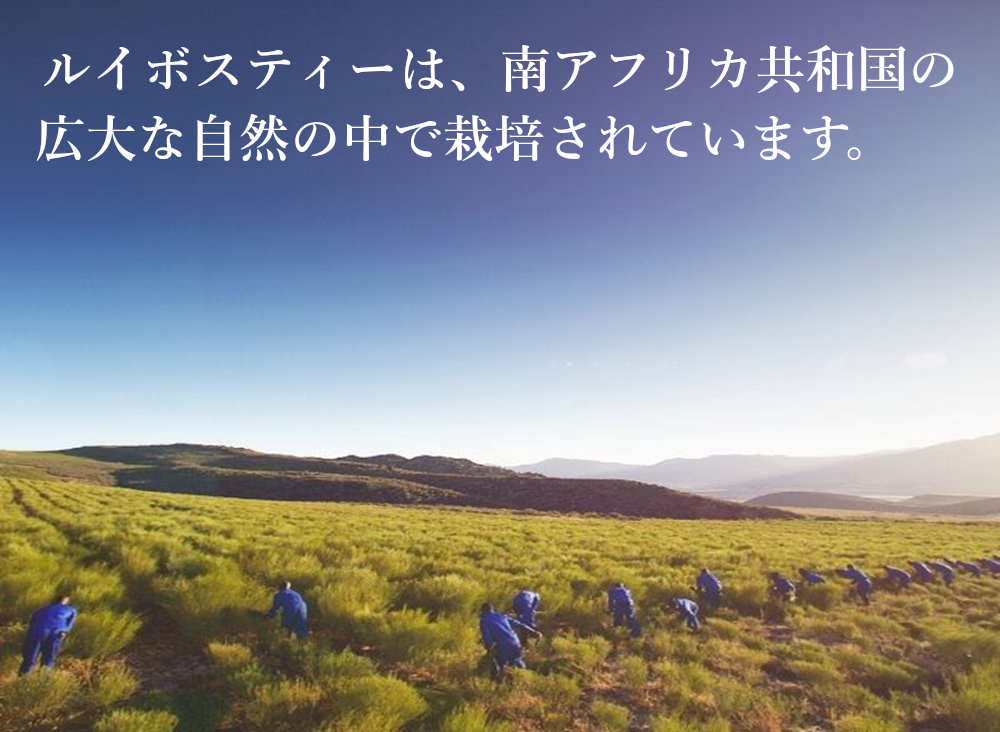 業務用ティーバッグ 大容量 ルイボスティー 10gx100p 煮だし水出し　※納期1週間程度