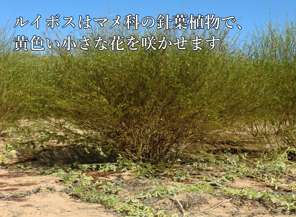 業務用ティーバッグ 大容量 ルイボスティー 10gx100p 煮だし水出し　※納期1週間程度