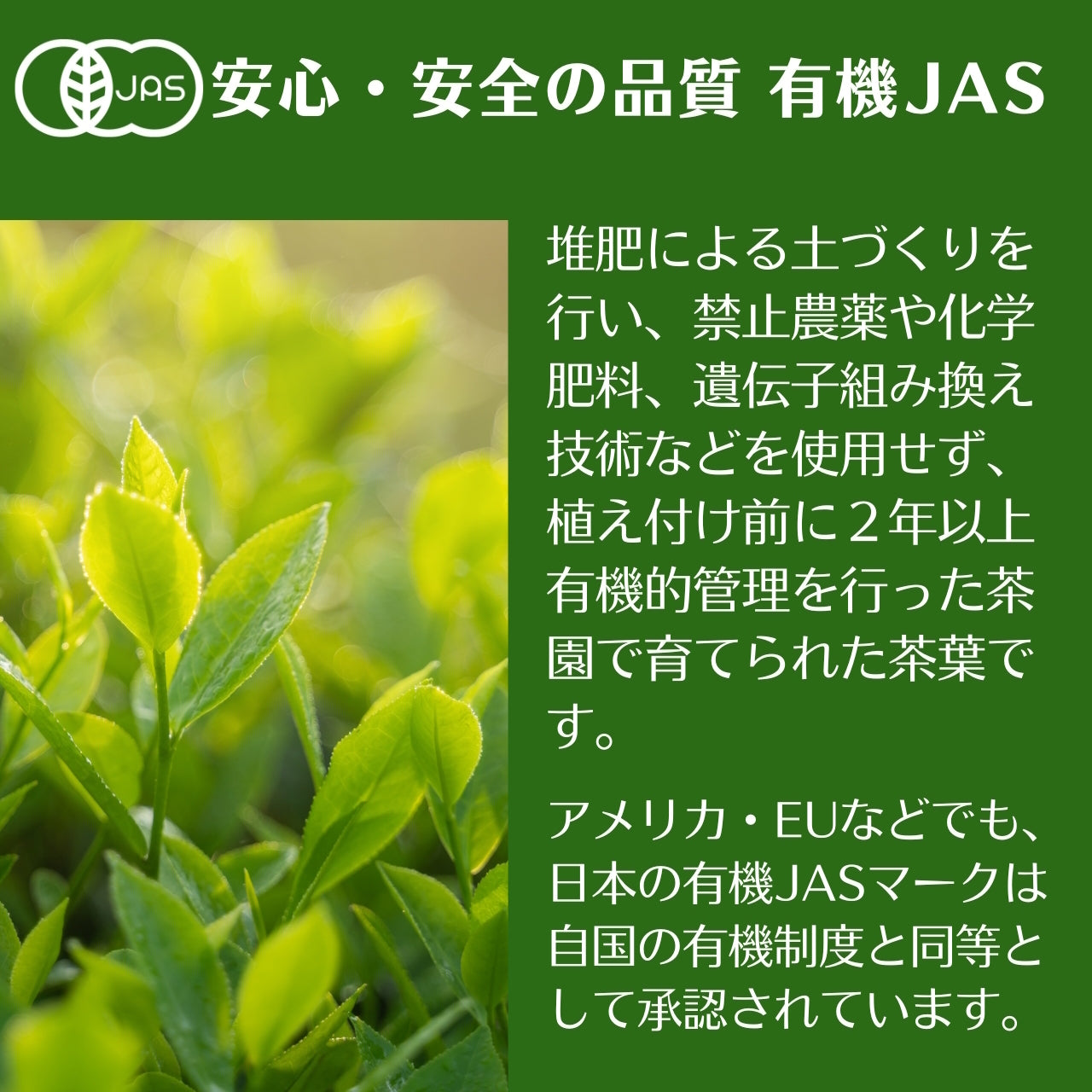 宇治茶有機緑茶ティーパック　15袋