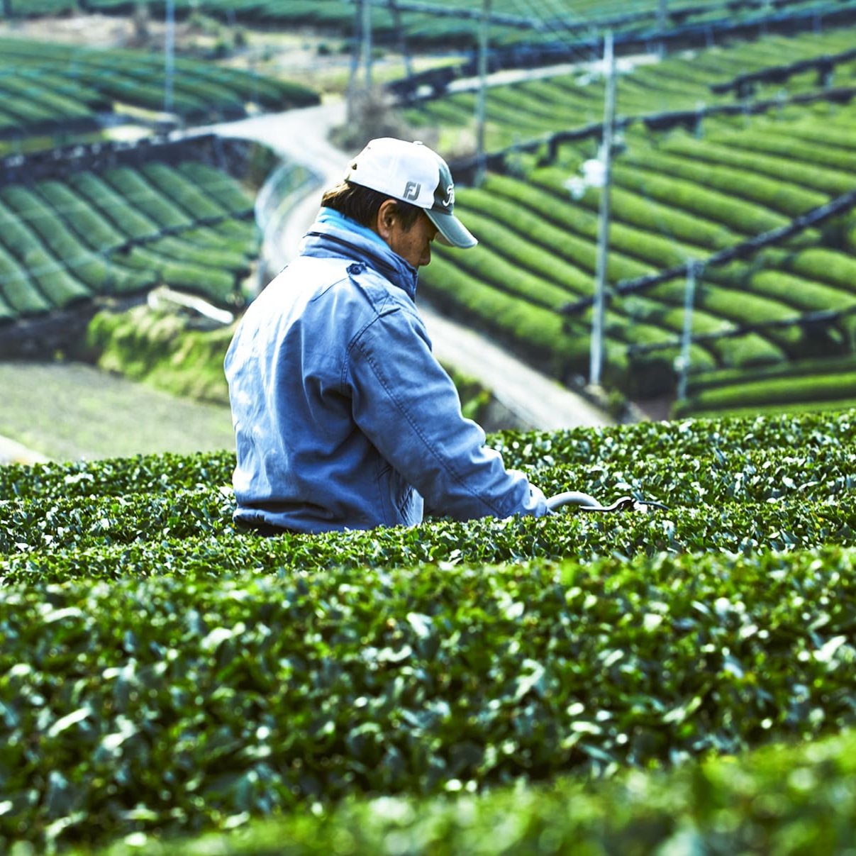 山城物産の茶畑