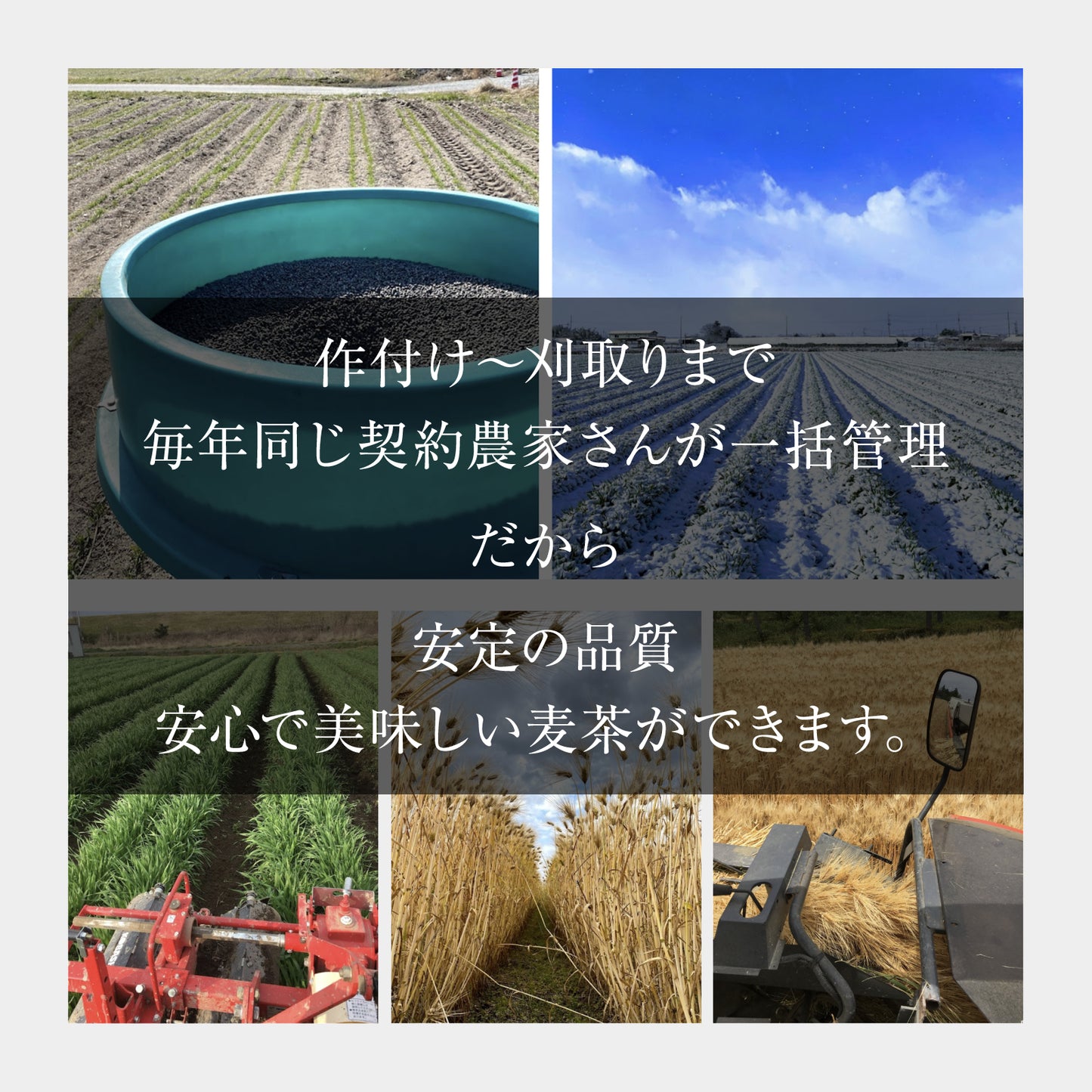 有機栽培麦茶ティーバッグ　20袋