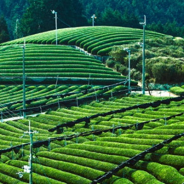 宇治茶有機緑茶ティーパック　15袋