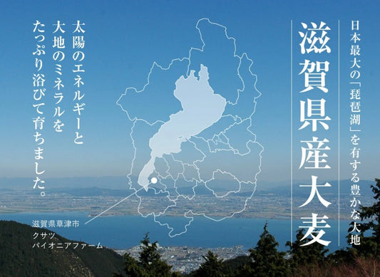 有機栽培麦茶ティーバッグ　20袋